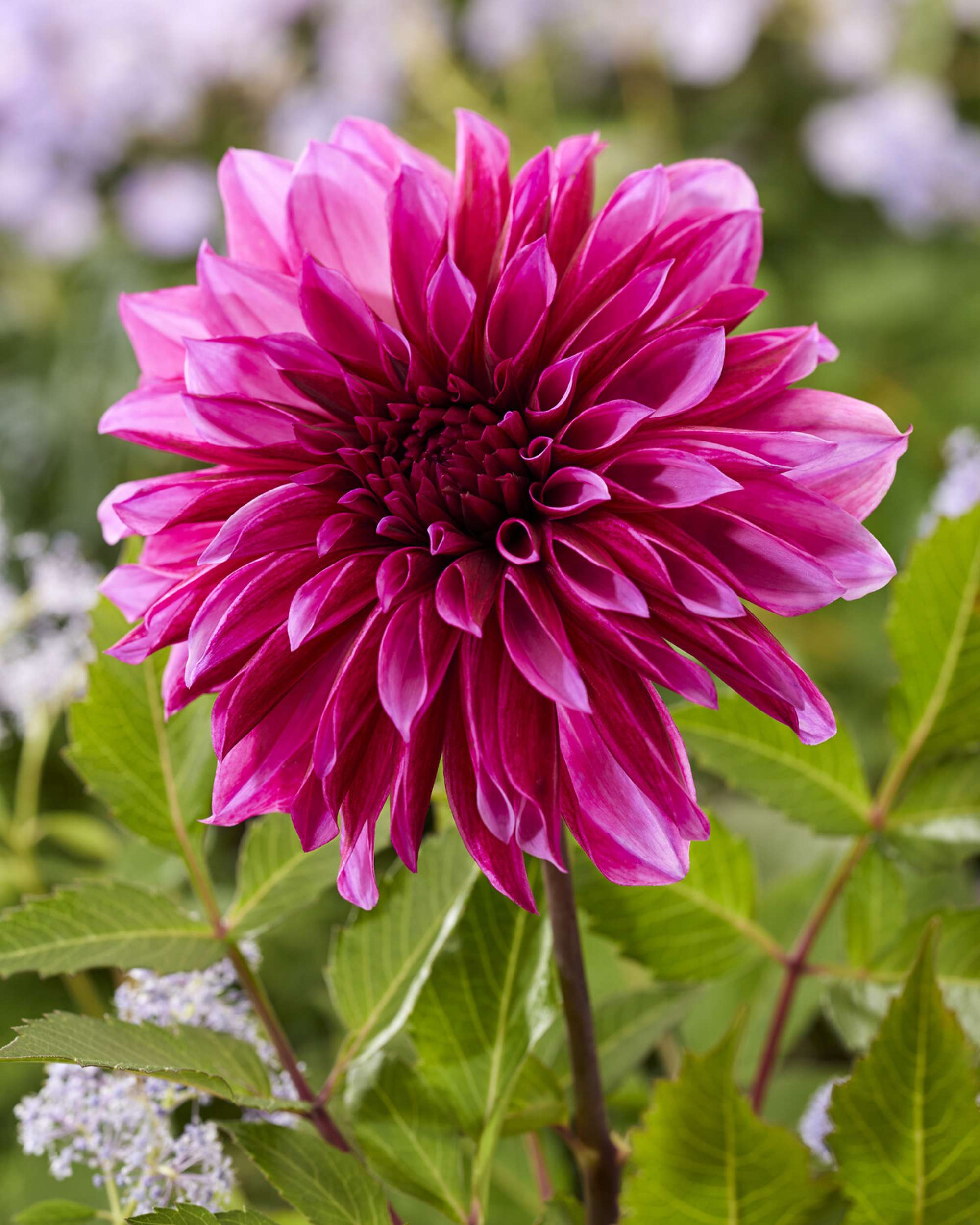 Dahlia 'Tanita'